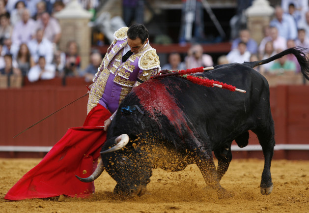 Torero el cid